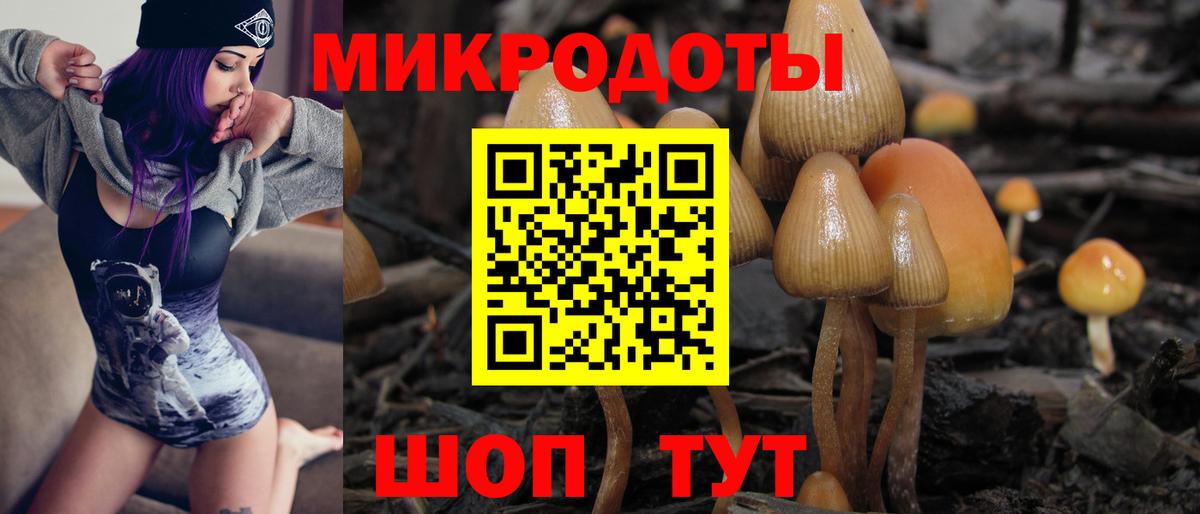 Псилоцибиновые грибы Cubensis Псков